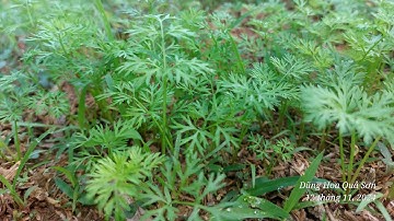 kĩ thuật trồng cà rốt p1