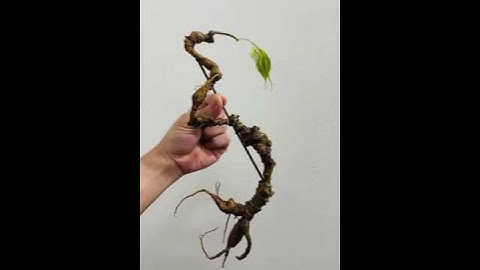 cặp sâm rừng ngọc linh VIP.🍀Nặng 60g/2 củ - dài thẳng 30cm rất hiếm cặp nhỏ xinh dài được vậy lắm..