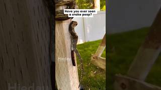 Snake Pooping