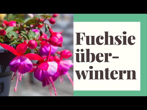 Video: Fuchsien überwintern: So überwintern Sie Fuchsienpflanzen in Ihrem Zuhause