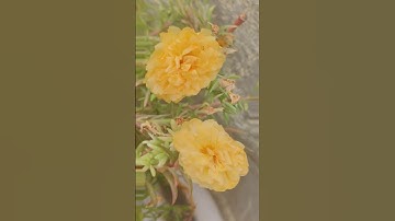 Thumbnail of ghoonghat ki aad se #flowers #love #lifeisbutadream #song