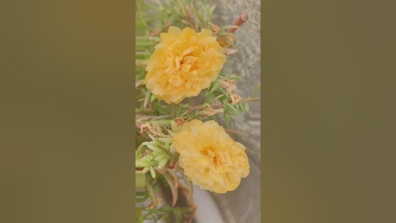 ghoonghat ki aad se #flowers #love #lifeisbutadream #song ghoonghat ki aad se #flowers #love #lifeisbutadream #song