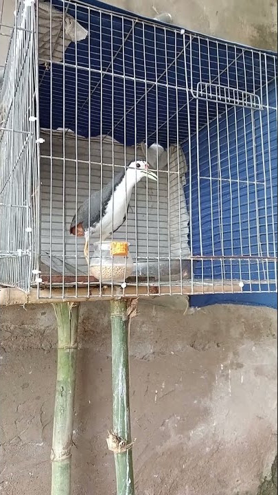 tiếng quốc mái kêu hay nhất