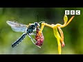 The plant that catfishes    the green planet  bbc