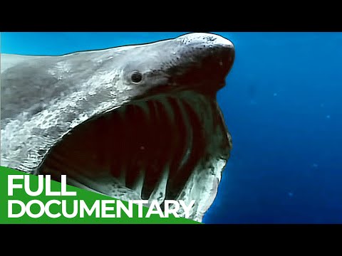 Phantoms of Evolution - The Unknown Underwater Predators | Free Documentary Nature