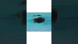 Corgi Swimming Underwater #shorts