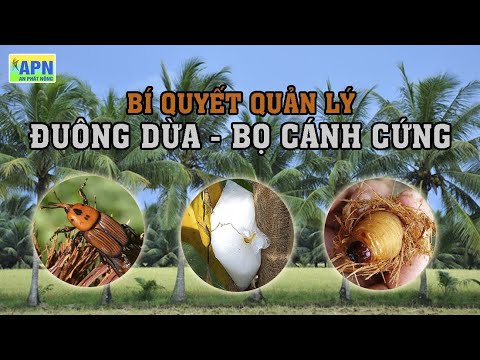 Video: Sâu bọ Hương thảo - Tìm hiểu Mẹo quản lý Bọ cánh cứng Hương thảo