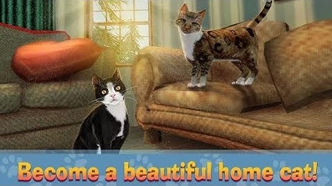 Home Cat Survival Simulator 3D Android Very Cute