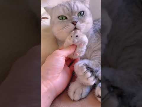 Tom and jerry cat love rat ๐๐ #kitty #puppy #wildlife #funny #shorts