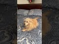 If you love puppies subscribe now !!! #cutedog #lovemypet #shortbeta #Shorts