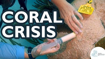 With & Without: A Coral Story