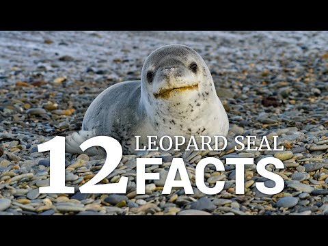 Video: Var lever leopardsälar?