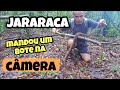 CARA A CARA COM A JARARACA | O MENOR LAGARTO DA AMAZÔNIA | ARACUÃ PINTADO