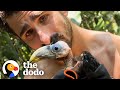 Baby Toucan Learns To Fly | The Dodo