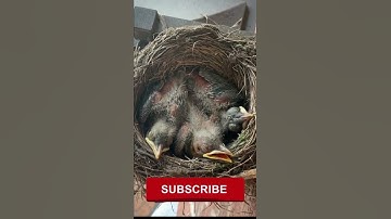Baby Robins from Eggs to First Flight