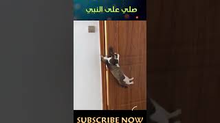 Cute Cat's Life  So Funny Cat #Shorts | HAIAH