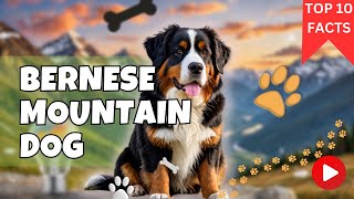 Top 10 Facts for Bernese Mountain Dog by Pets Pine 247 views 8 days ago 5 minutes, 15 seconds