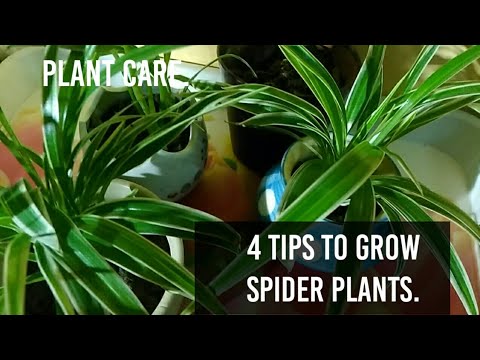 Spider Plant care.(4 tips spider Plant healthy grow)