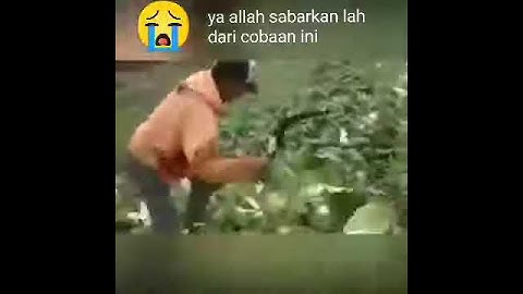 Sayur Di Rusak akibat sepinya orang belanja di pasar, hasil produksi pertanian sampai gak laku
