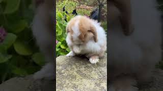 Adorable Lop Eared Rabbit Babies Funny & Confusing Moments You Can't Miss! 😍🐰❤️