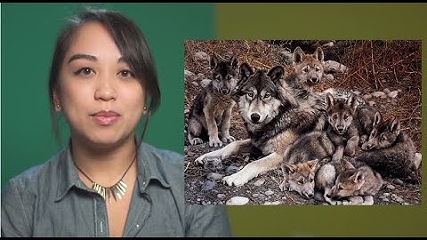 Unplugged - Tangram Algorithms