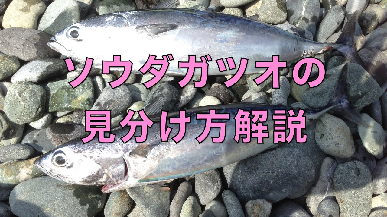 ソウダガツオの見分け方 Youtube