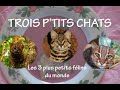 Trois ptits chats  antenne zoo n3