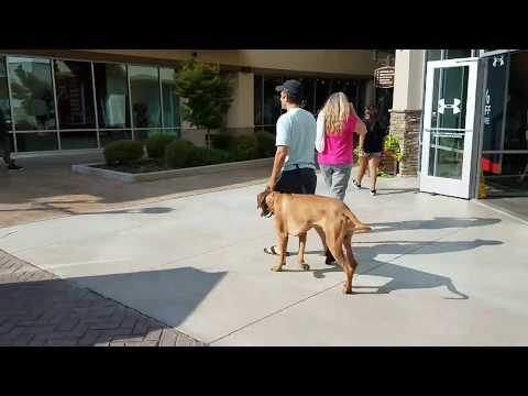 asheville-dog-academy---rhodesian-ridgeback-winston-asheville-outlets---asheville-nc-dog-training