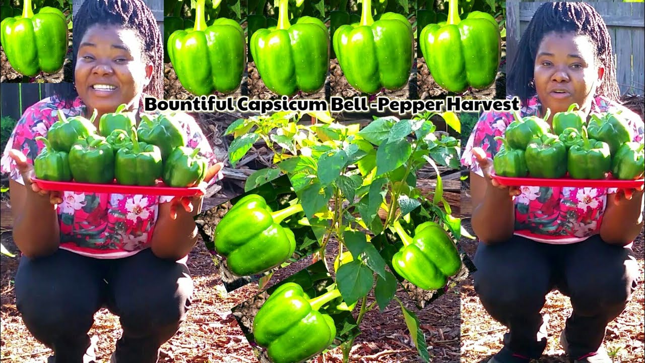 BOUNTIFUL CAPSICUM BELLPEPPER HARVEST WHEN TO HARVEST OR PICK UP