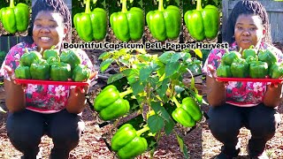 BOUNTIFUL CAPSICUM BELL-PEPPER HARVEST | WHEN TO HARVEST OR PICK UP BELL-PEPPERS