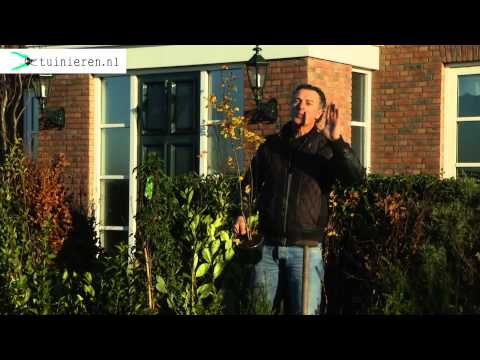 Video: Planten Geschikt Voor Groene Hagen