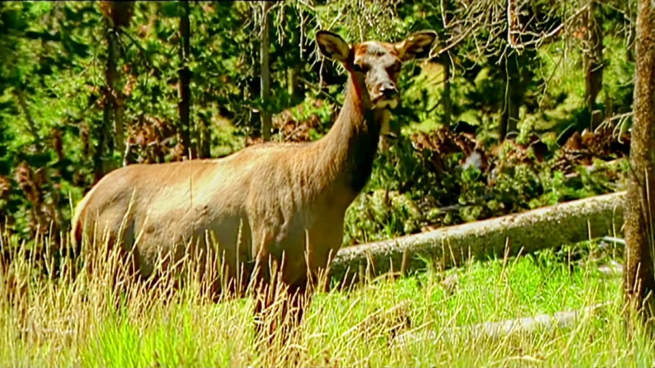 Parcs nationaux du Far West | Sur les traces de Davy Crockett