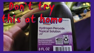 Hydrogen Peroxide Did This To My Aquarium