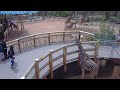 Cheyenne Mountain Zoo Outdoor Giraffe Cam2