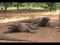 Komodo Dragon Island, Indonesia - Journey with Jamie Logan