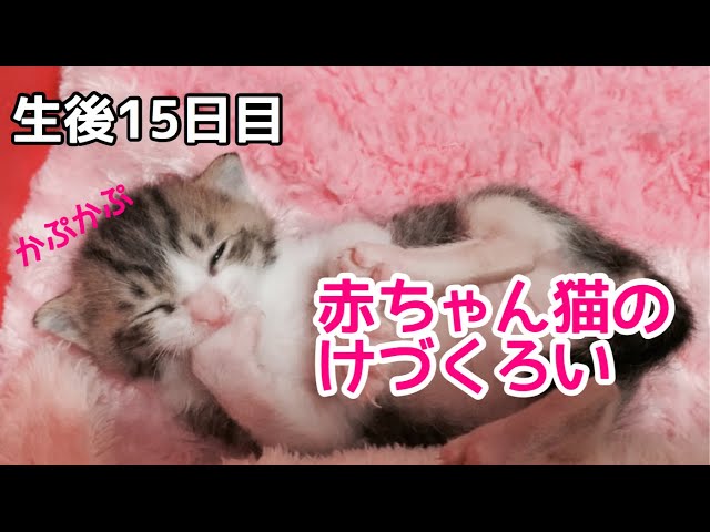 猫　毛づくろい くろねこごま毛づくろい 250512 - YouTube