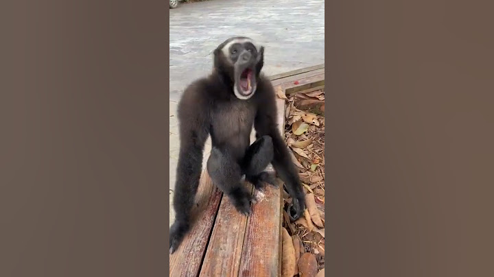 Let's all listen to the gibbon sing #animal #gibbons