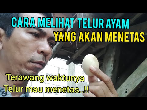 Video: Ayam Yang Bertelur Hijau Muncul Di Wilayah Kaliningrad - Pandangan Alternatif