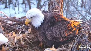 Decorah Eagle Mom lay  her 1st egg for the season 2020