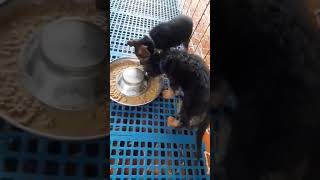 Feeding Thin, Sickly German Shepherd Puppies by emanon 221 views 3 years ago 1 minute, 7 seconds