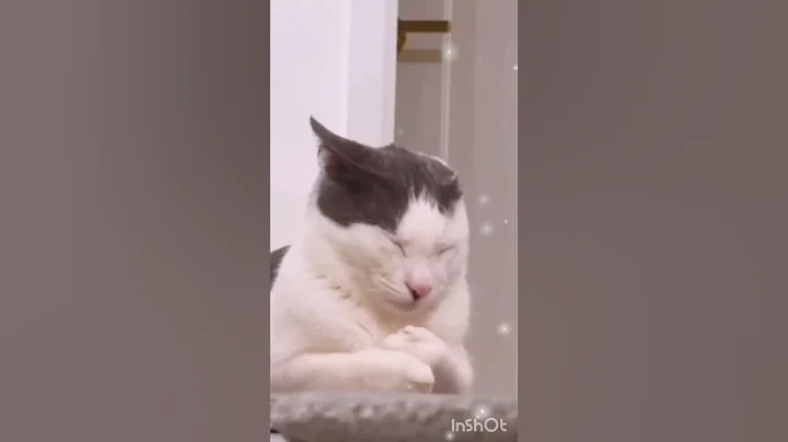Watch the video about Cat's video #cat #cuteanimal #petanimal