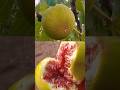 قطف ثمرة التين Picking The Fig Fruit قطف ثمرة التين Picking The Fig Fruit