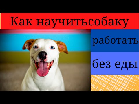 Видео: Как дрессировать собаку, которая не мотивирована лакомством