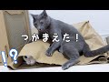 ついにハムちゃんがチロさんに反撃します…！
