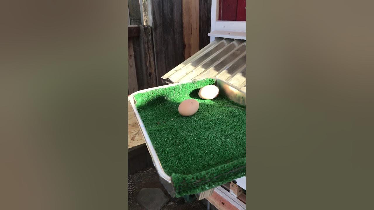 Chicken Egg Collector YouTube