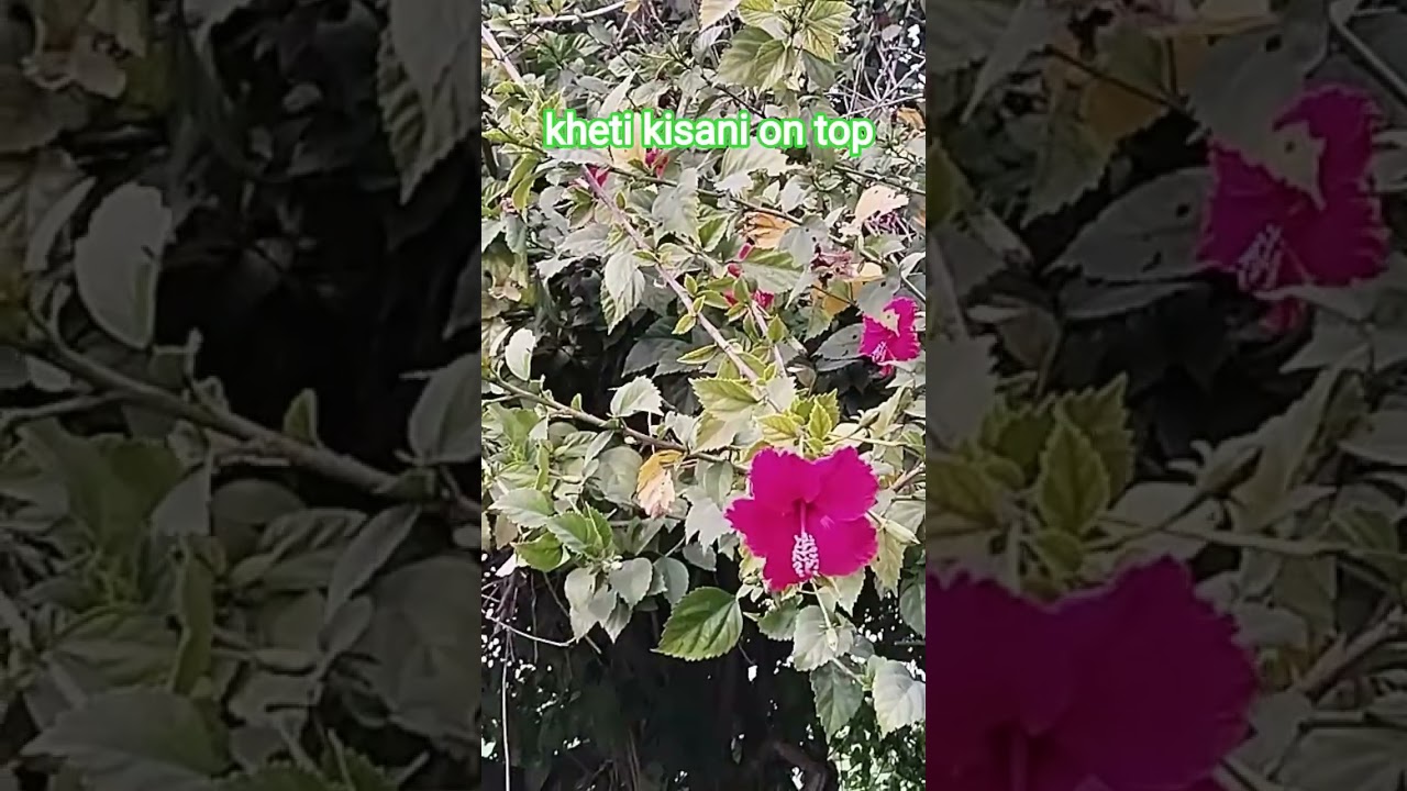 kheti kisani on top #kheti kisani on top #viralvideo #kisan