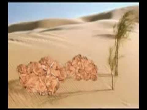 هدي بلادي لمنيعة