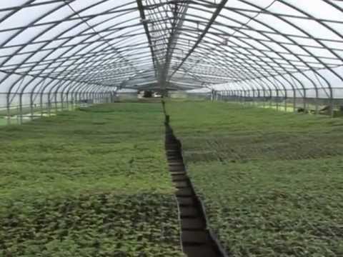 Video: XXIV Mednarodna Razstava Cvetja, Rastlin, Opreme In Materialov Za Okrasno Vrtnarstvo In Cvetličarstvo 