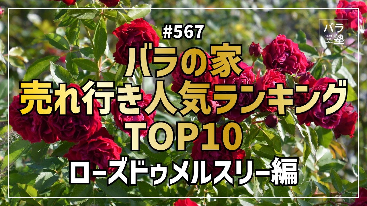 567 バラの家 売れ行き人気ランキングTOP10 ローズドゥメルスリー編