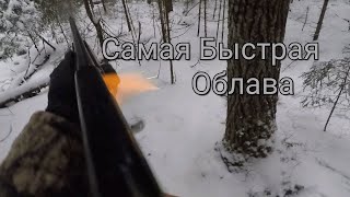 Охота на волка 2021. Самая быстрая облава.